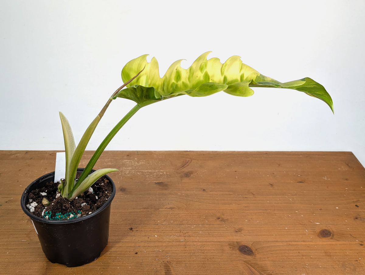 Philodendron Narrow 'Jungle Boogie' Variegated - Exact Plant #20A - 6 inch pot