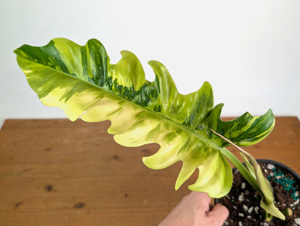Philodendron Narrow 'Jungle Boogie' Variegated - Exact Plant #20A - 6 inch pot