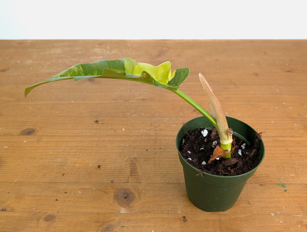 Philodendron Narrow 'Jungle Boogie' Variegated - Exact Plant #20B - 4 inch pot