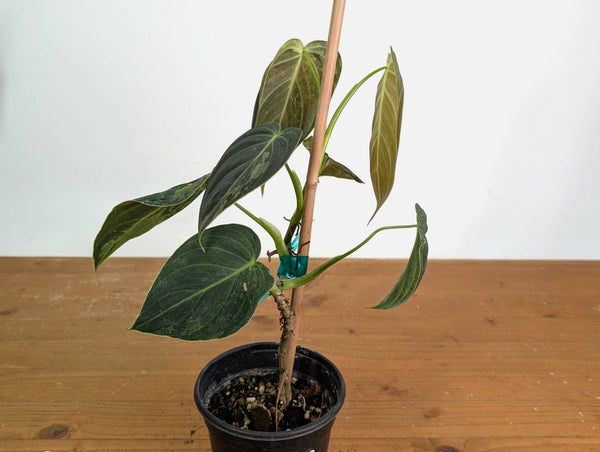 Philodendron Melanochrysum Variegated (Exact #20B) 4 inch