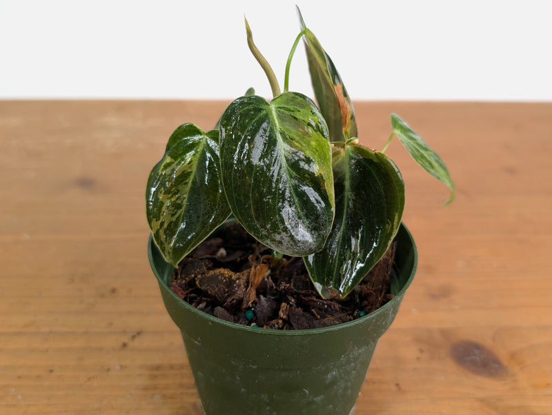 Philodendron Melanochrysum Variegated (Exact #20D) 4 inch