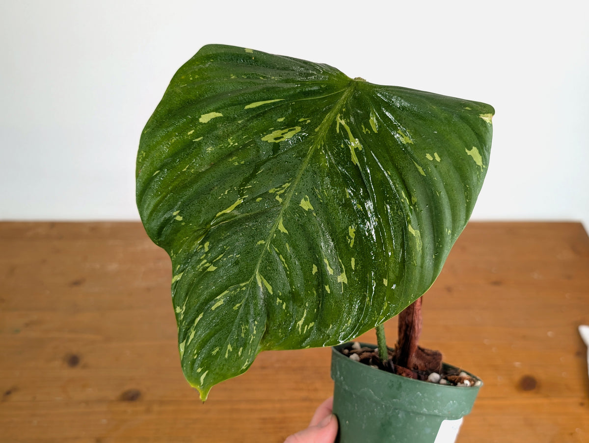 Philodendron Fuzzy Petiole Variegated - Exact Plant - #20A