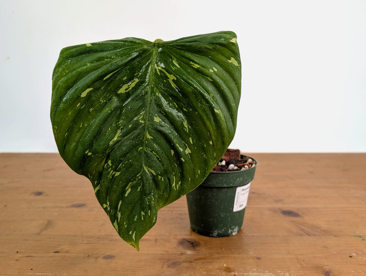 Philodendron Fuzzy Petiole Variegated - Exact Plant - #20A