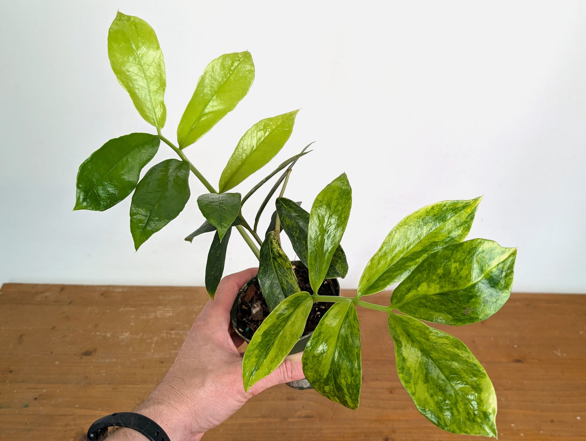 Variegated ZZ Plant - Exact #20A - 4 inch