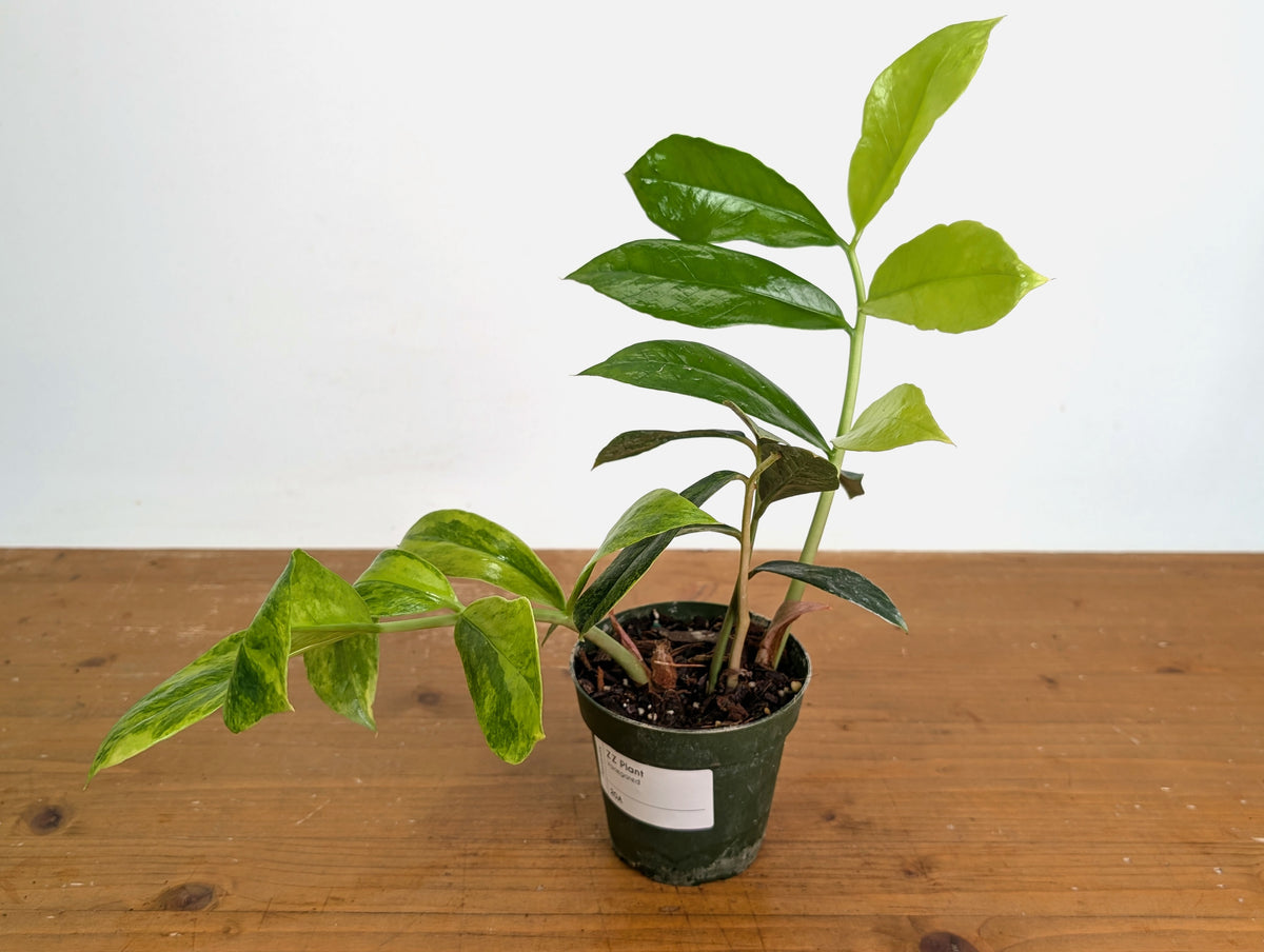 Variegated ZZ Plant - Exact #20A - 4 inch