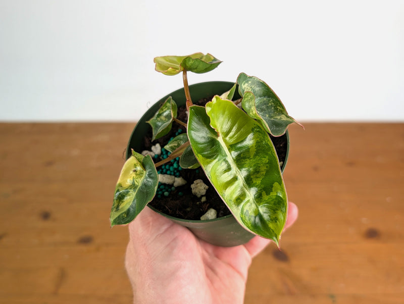 Philodendron Billietiae Variegated