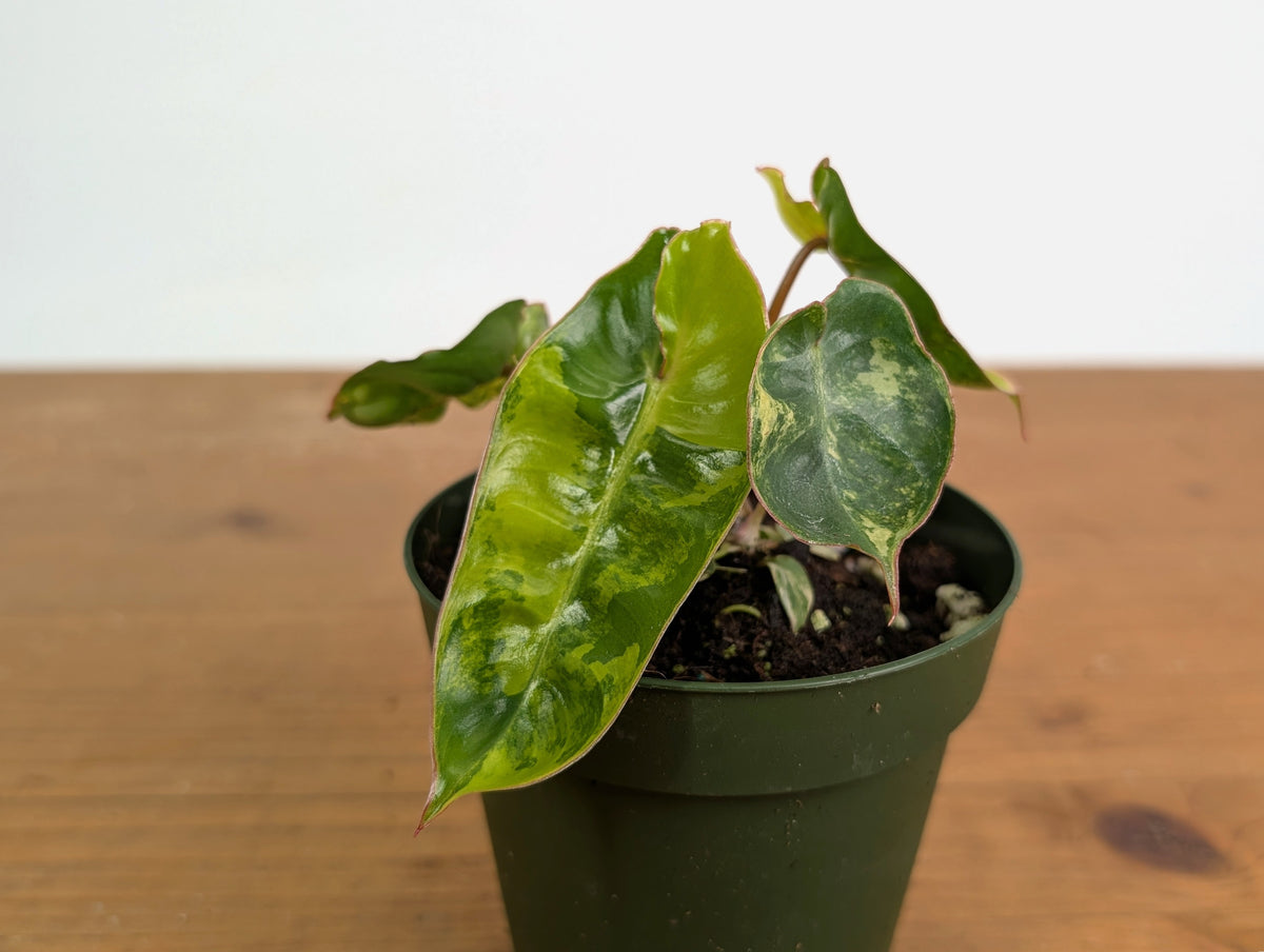 Philodendron Billietiae Variegated