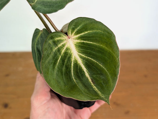 Philodendron Gloriosum Rare Mutation - Exact Plant - 20A - 4 inch