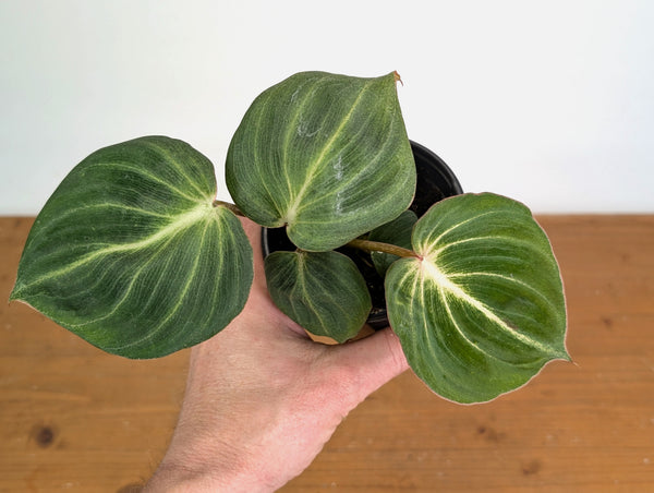 Philodendron Gloriosum Rare Mutation - Exact Plant - 20A - 4 inch