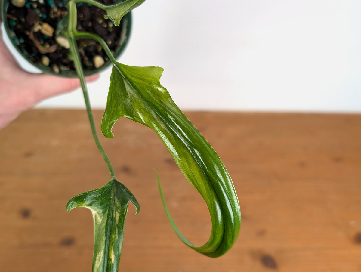 Philodendron Paloraense Variegated - Exact Plant #20A - 4 inch pot