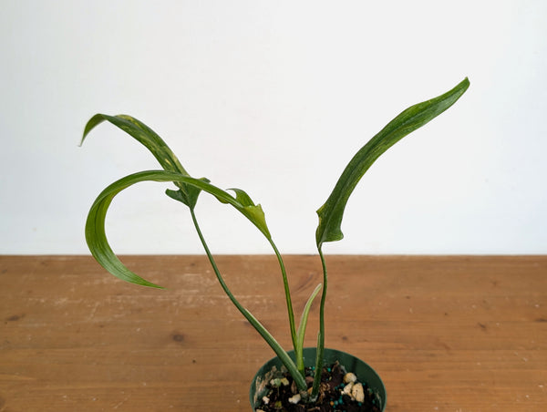 Philodendron Paloraense Variegated - Exact Plant #20A - 4 inch pot