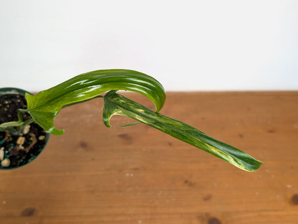 Philodendron Paloraense Variegated - Exact Plant #20A - 4 inch pot