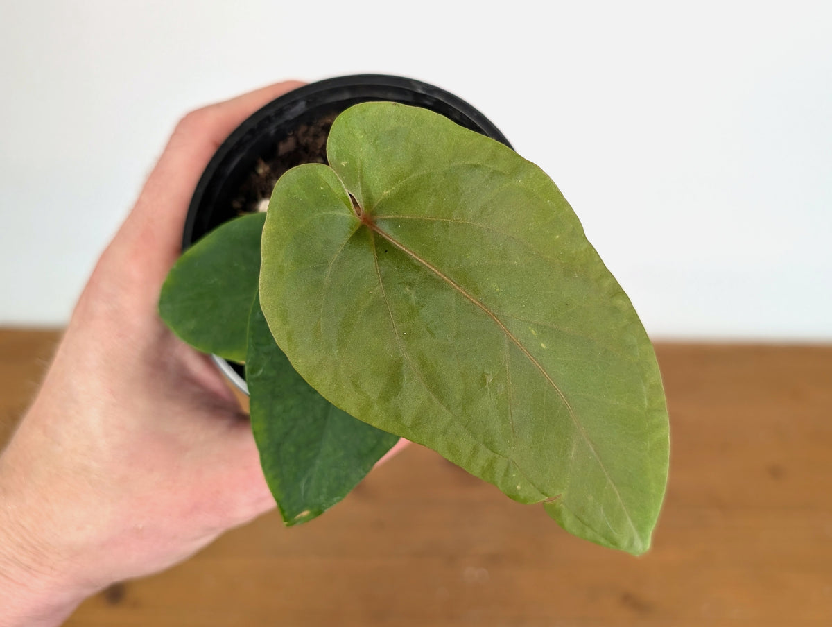 Anthurium Kunyalense