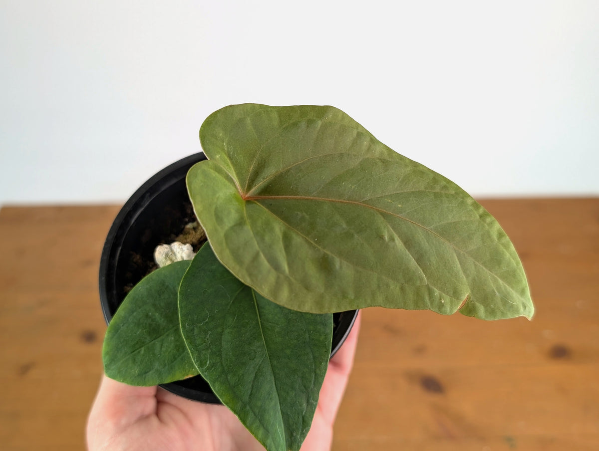 Anthurium Kunyalense