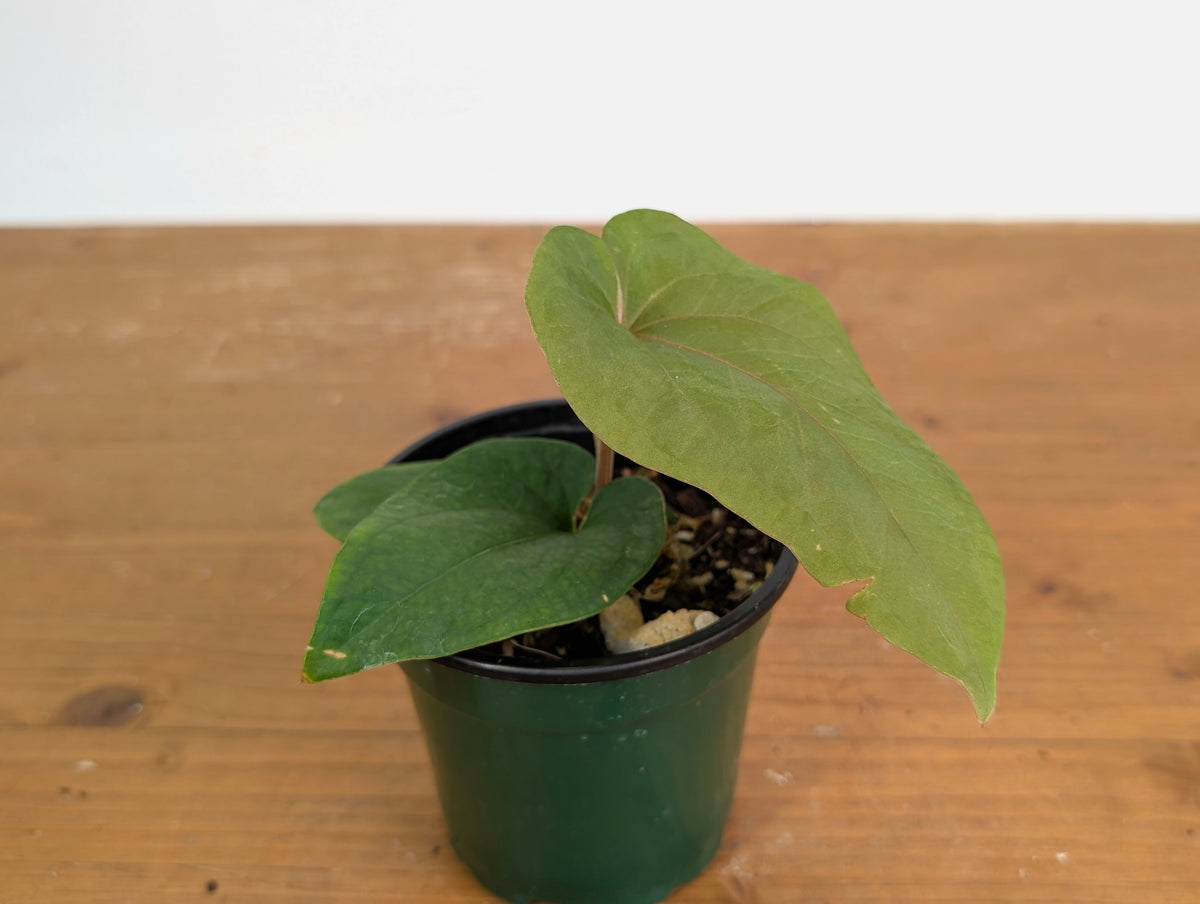 Anthurium Kunyalense