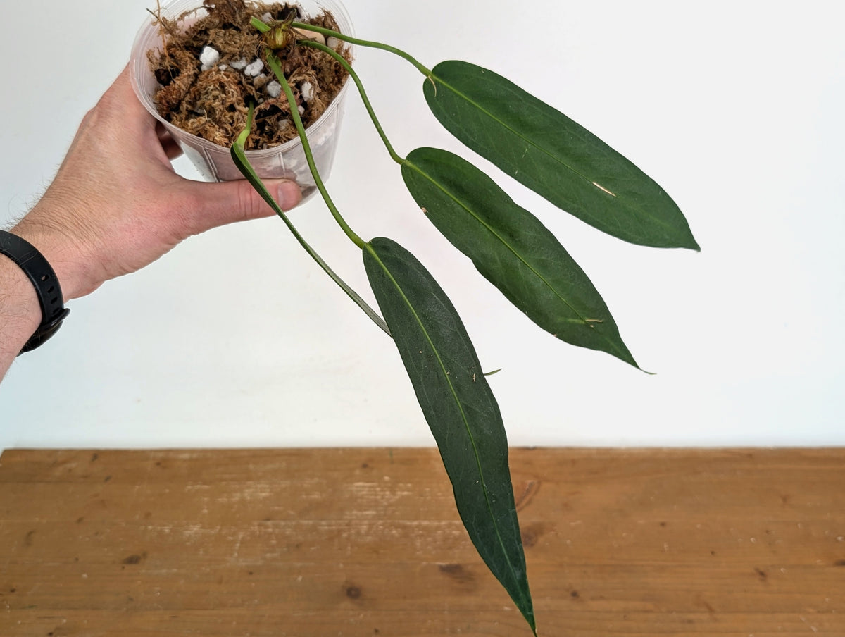 Anthurium Wendlingeri