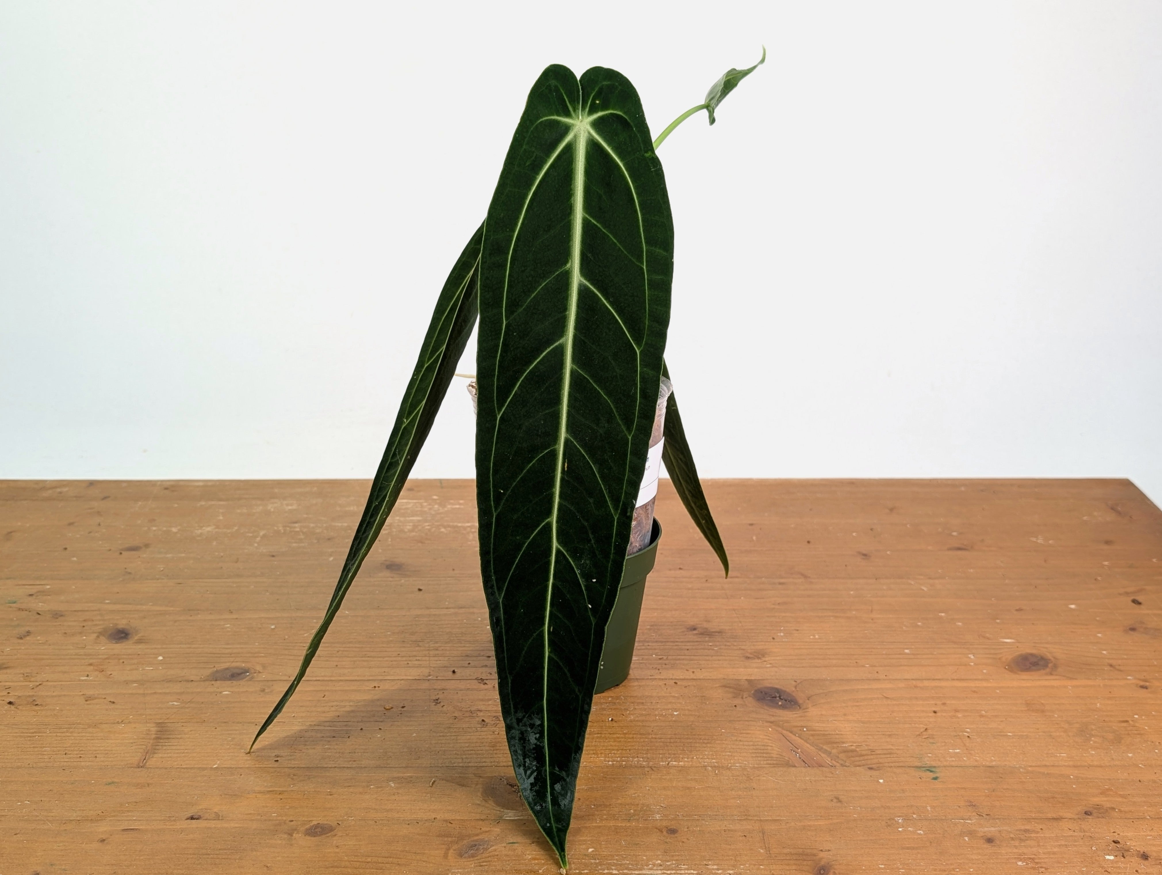 【piro】A.warocqueanum dark narrow Anthurium Warocqueanum Dark Narrow Form - Exact Plant #20A - Free