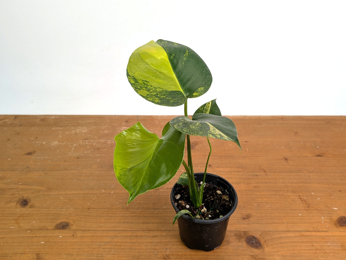 Monstera Yellow Marilyn Aurea