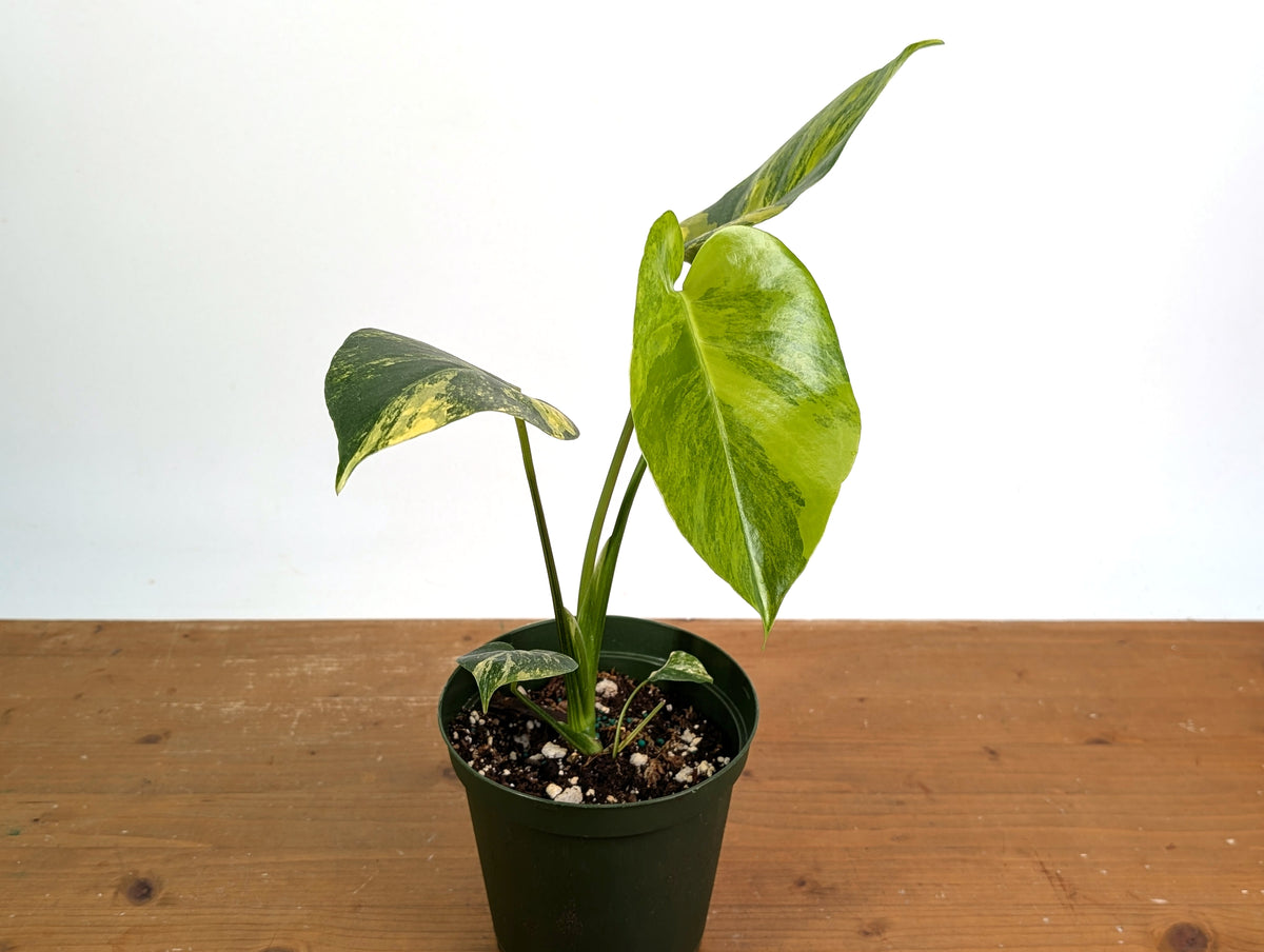 Monstera Yellow Marilyn Aurea