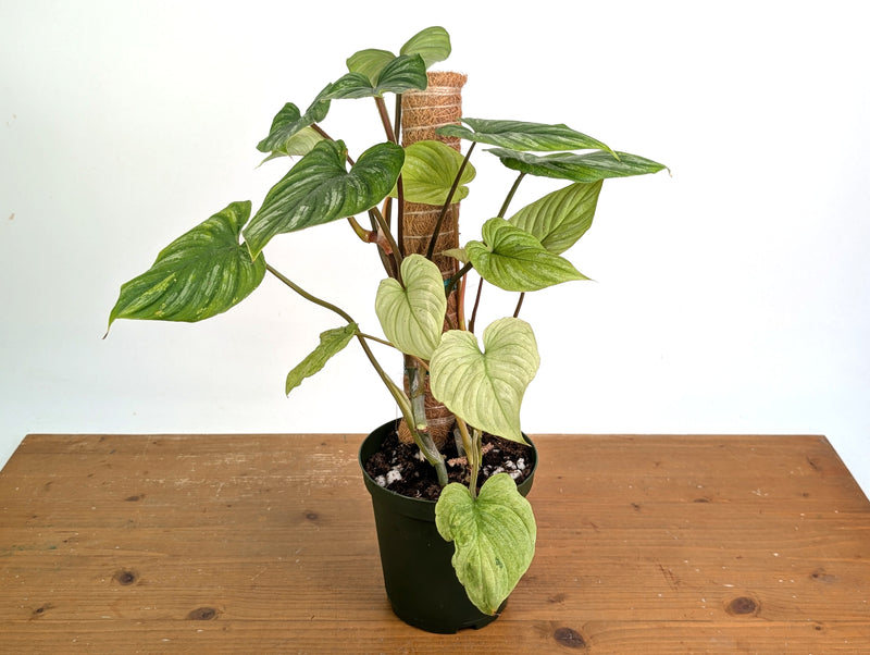 Philodendron Mamei Mint Variegated EXACT plant in 6 inch pot