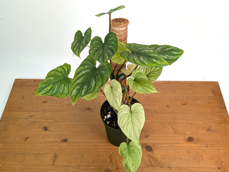 Philodendron Mamei Mint Variegated EXACT plant in 6 inch pot