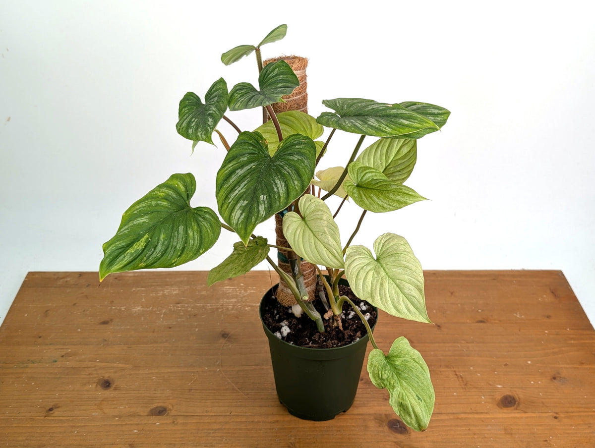 Philodendron Mamei Mint Variegated EXACT plant in 6 inch pot
