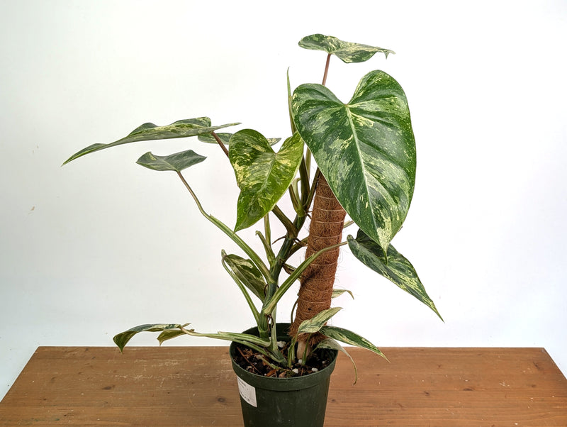 Philodendron Emerald King - Exact Plant #13B