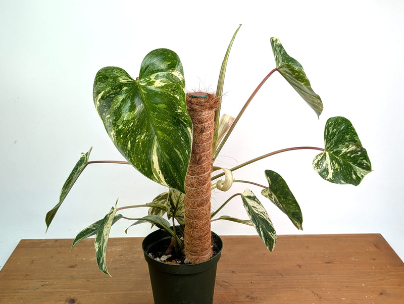 Philodendron Emerald King - Exact Plant #13C
