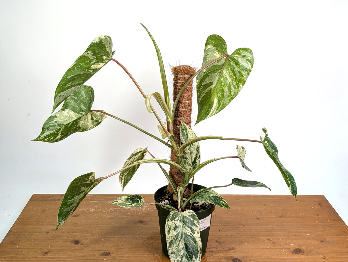 Philodendron Emerald King - Exact Plant #13C