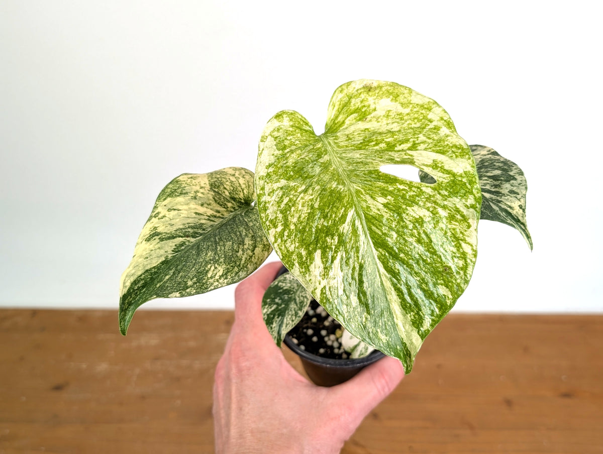 Monstera Mint Variegated