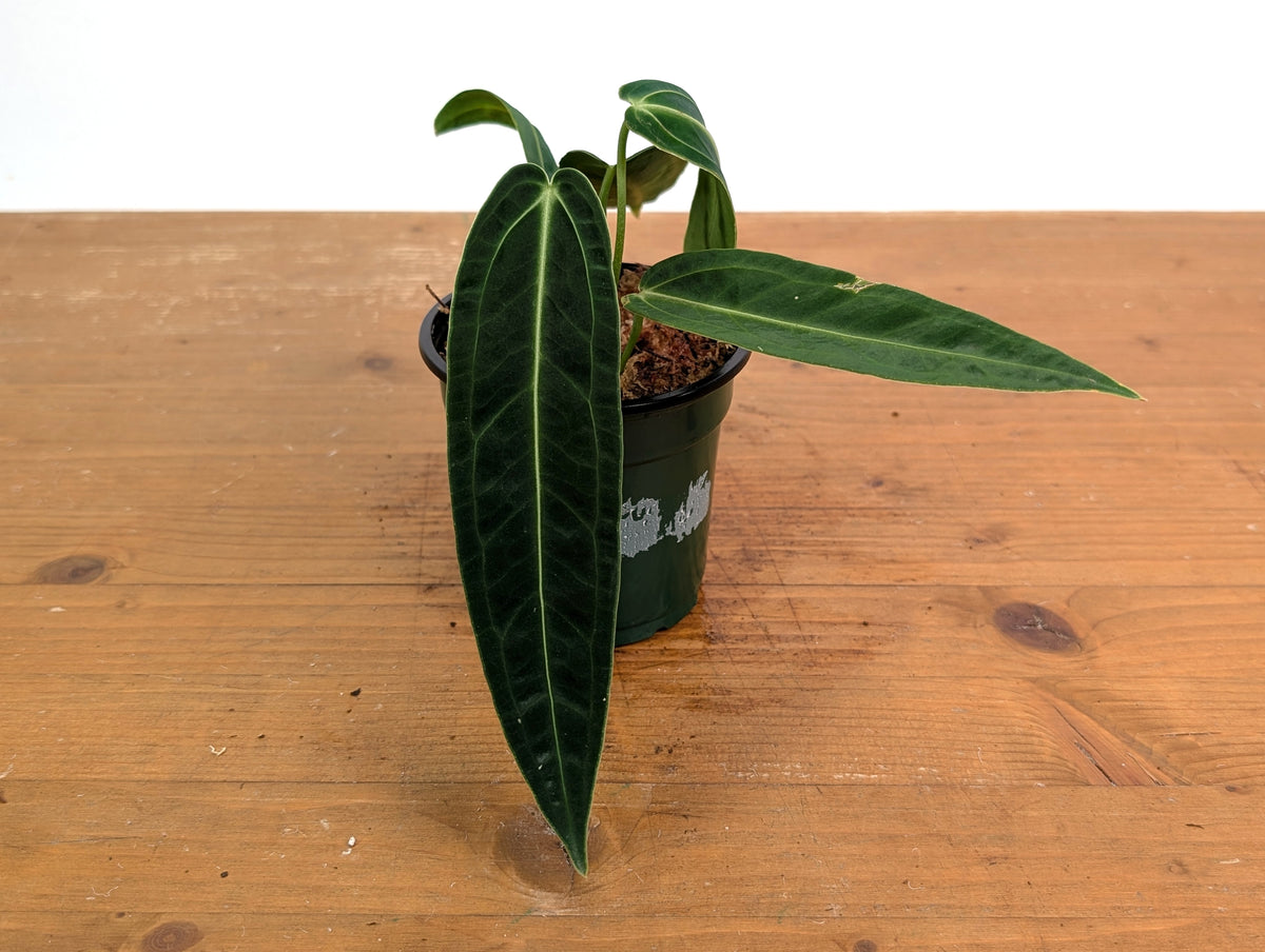 Anthurium Warocqueanum 'Queen'