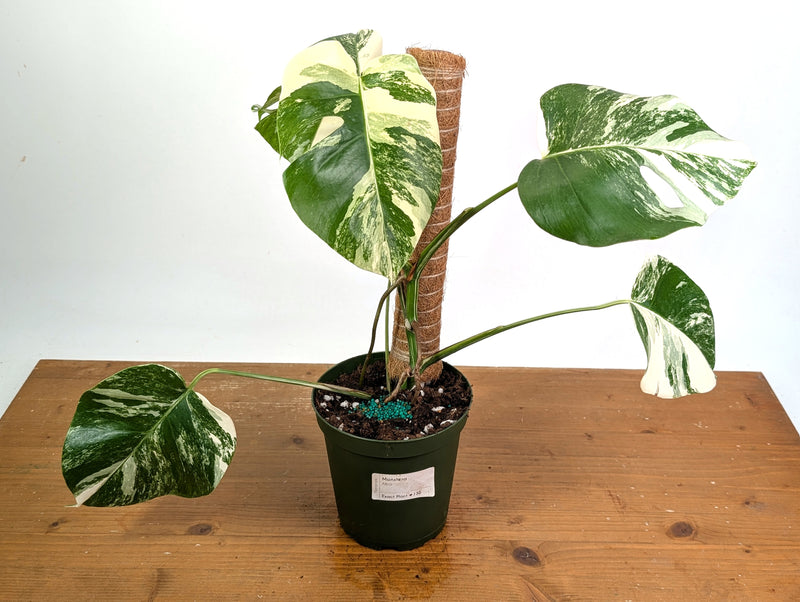 Monstera Albo - Exact Plant #13D Half Moon