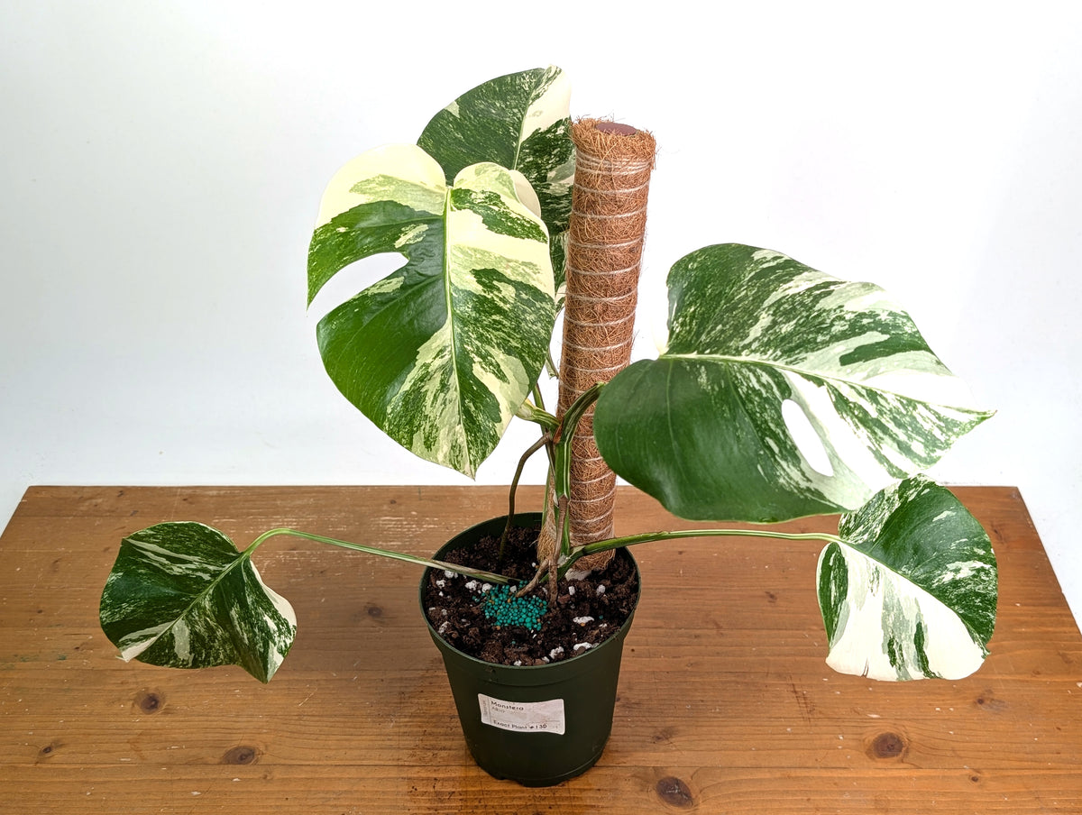Monstera Albo - Exact Plant #13D Half Moon