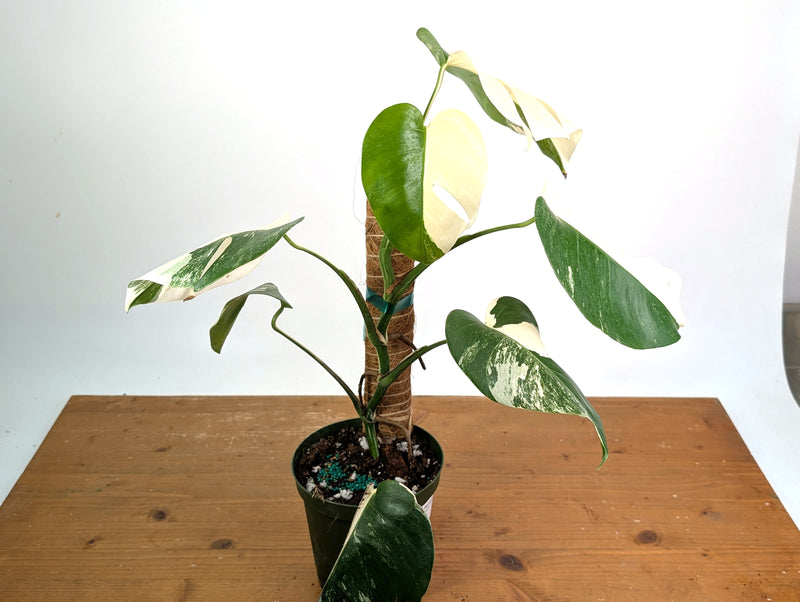 Monstera deliciosa 'Albo Variegata' - Exact Plant #20A
