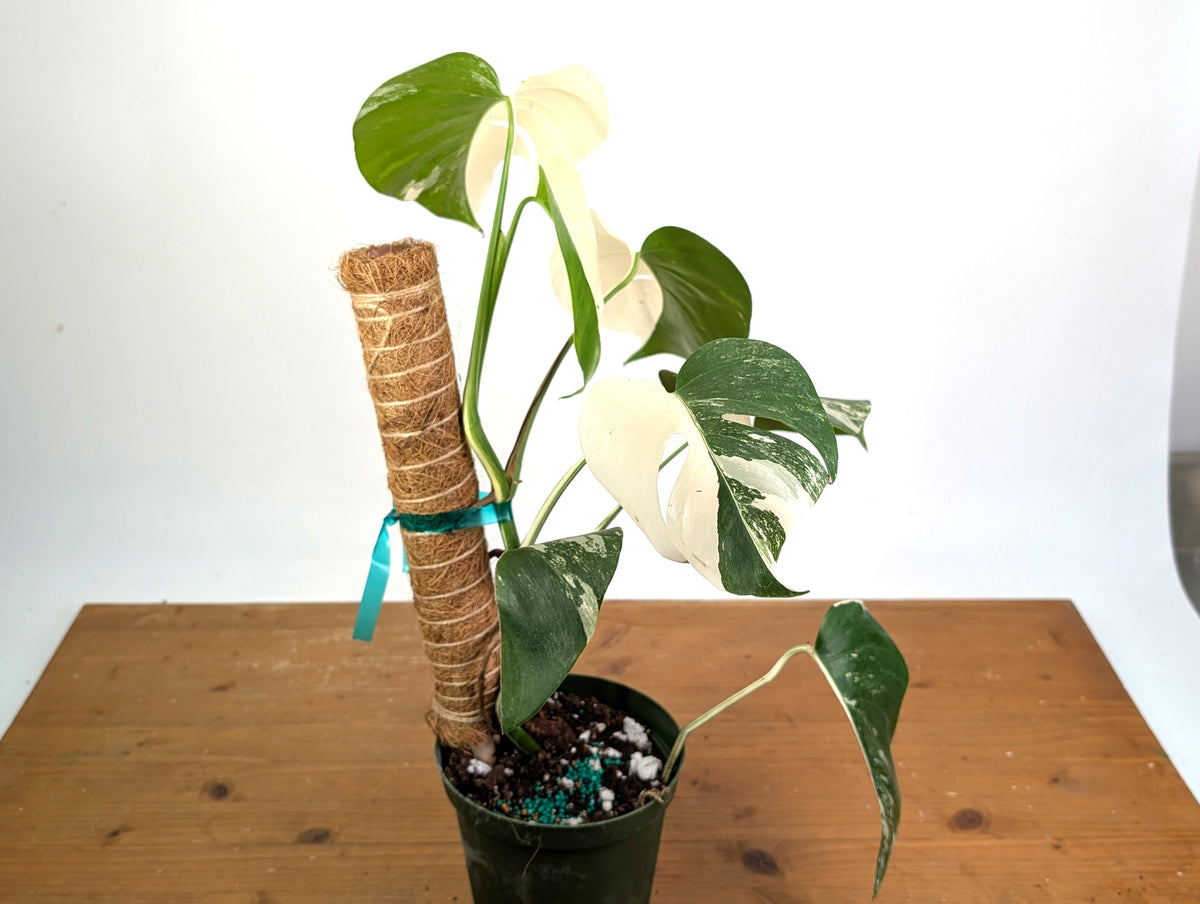 Monstera deliciosa 'Albo Variegata' - Exact Plant #20A