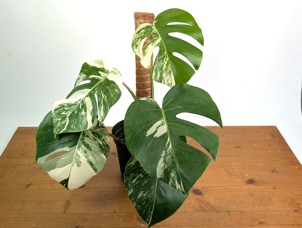 Monstera deliciosa 'Albo Variegata' - Exact Plant #20B