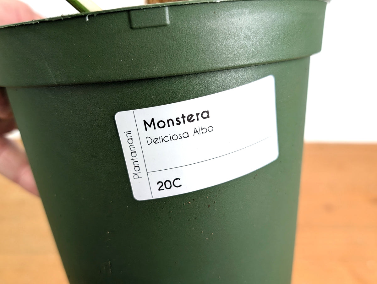 Monstera deliciosa 'Albo Variegata' - Exact Plant #20C