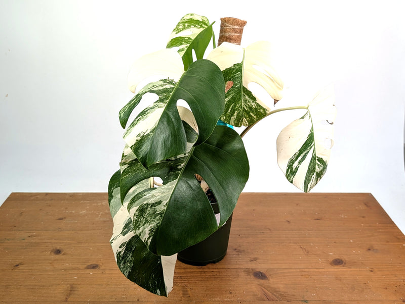 Monstera deliciosa 'Albo Variegata' - Exact Plant #20C