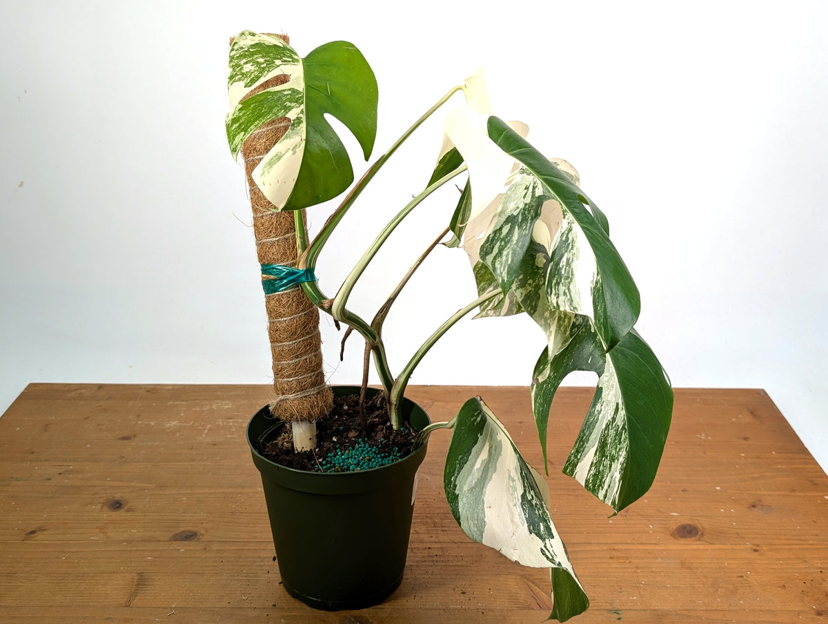 Monstera deliciosa 'Albo Variegata' - Exact Plant #20C