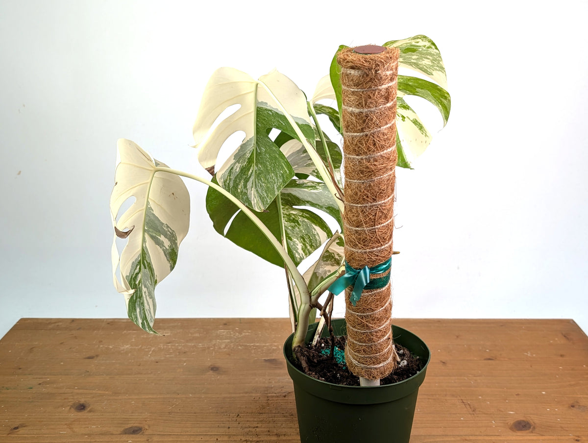 Monstera deliciosa 'Albo Variegata' - Exact Plant #20C