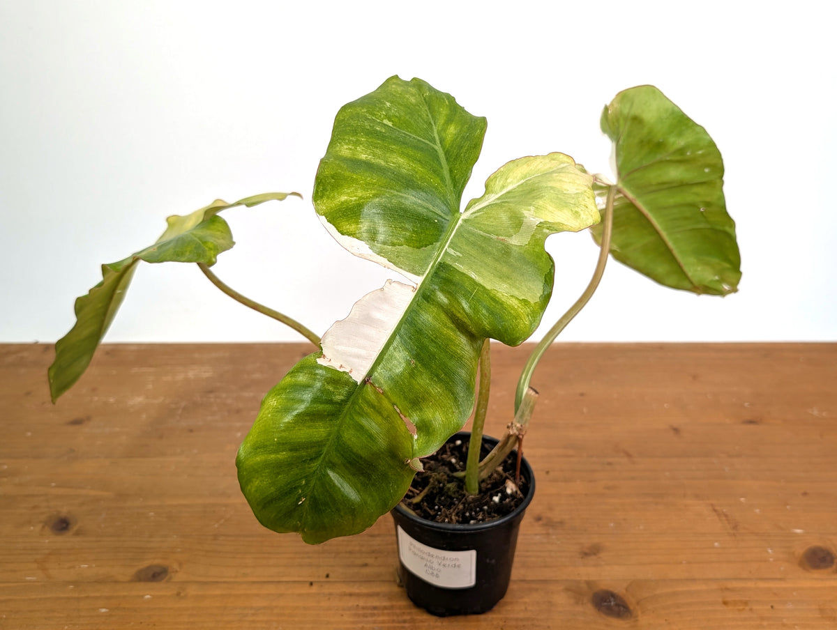 Philodendron Paraiso Verde Variegated Albo - Exact Plant #08B