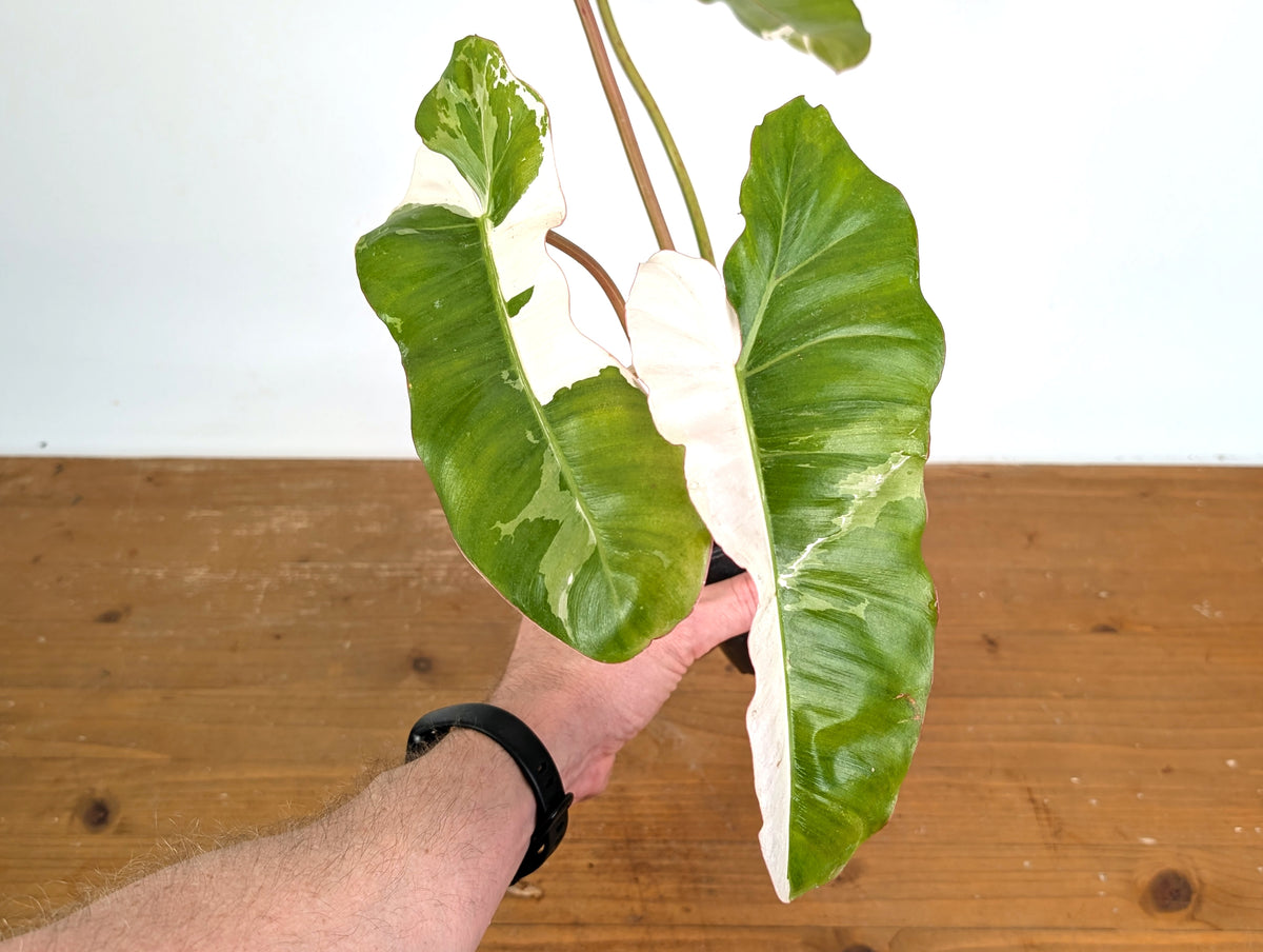 Philodendron Paraiso Verde Variegated Albo - Exact Plant #08A