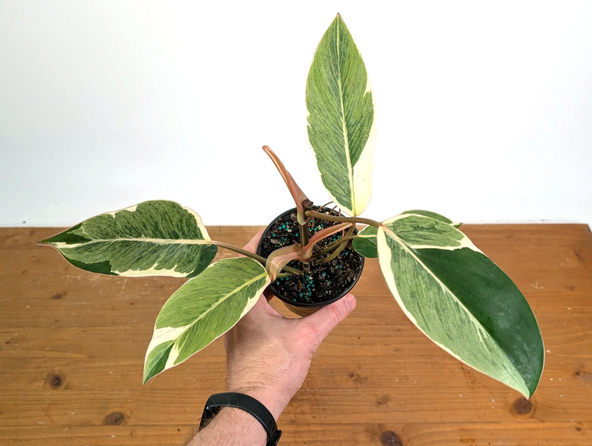 Philodendron Shady Lady - Exact Plant #20B