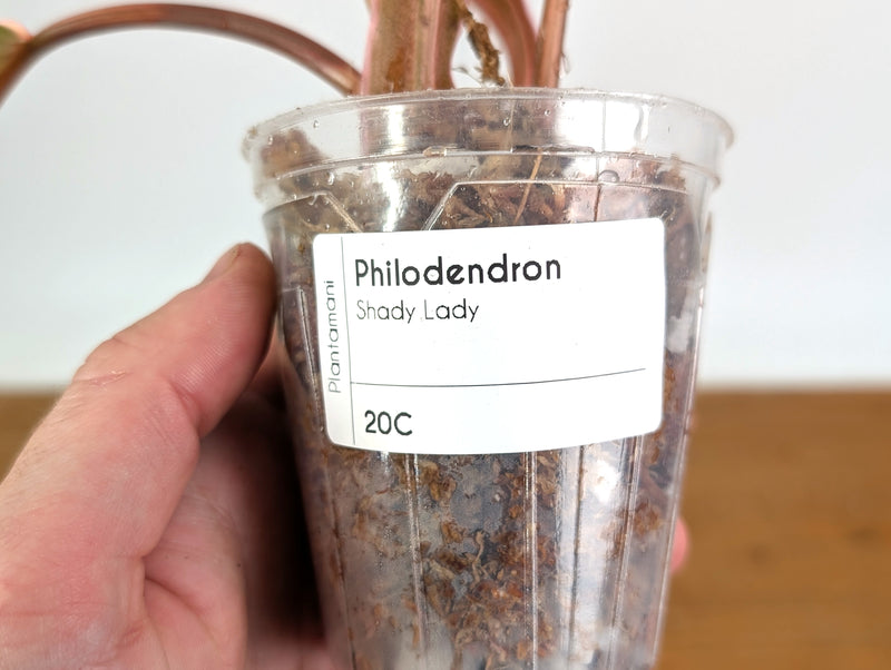 Philodendron Shady Lady - Exact Plant #20C