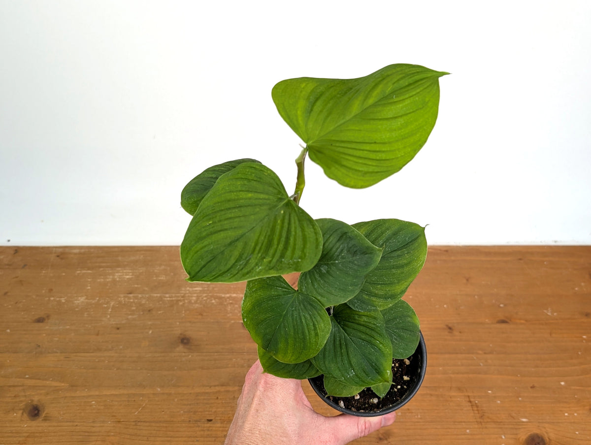 Philodendron Peru