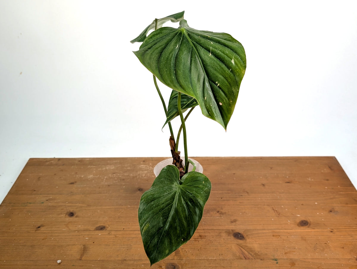 Philodendron Pastazanum Red Point Variegated - Exact Plant #20A
