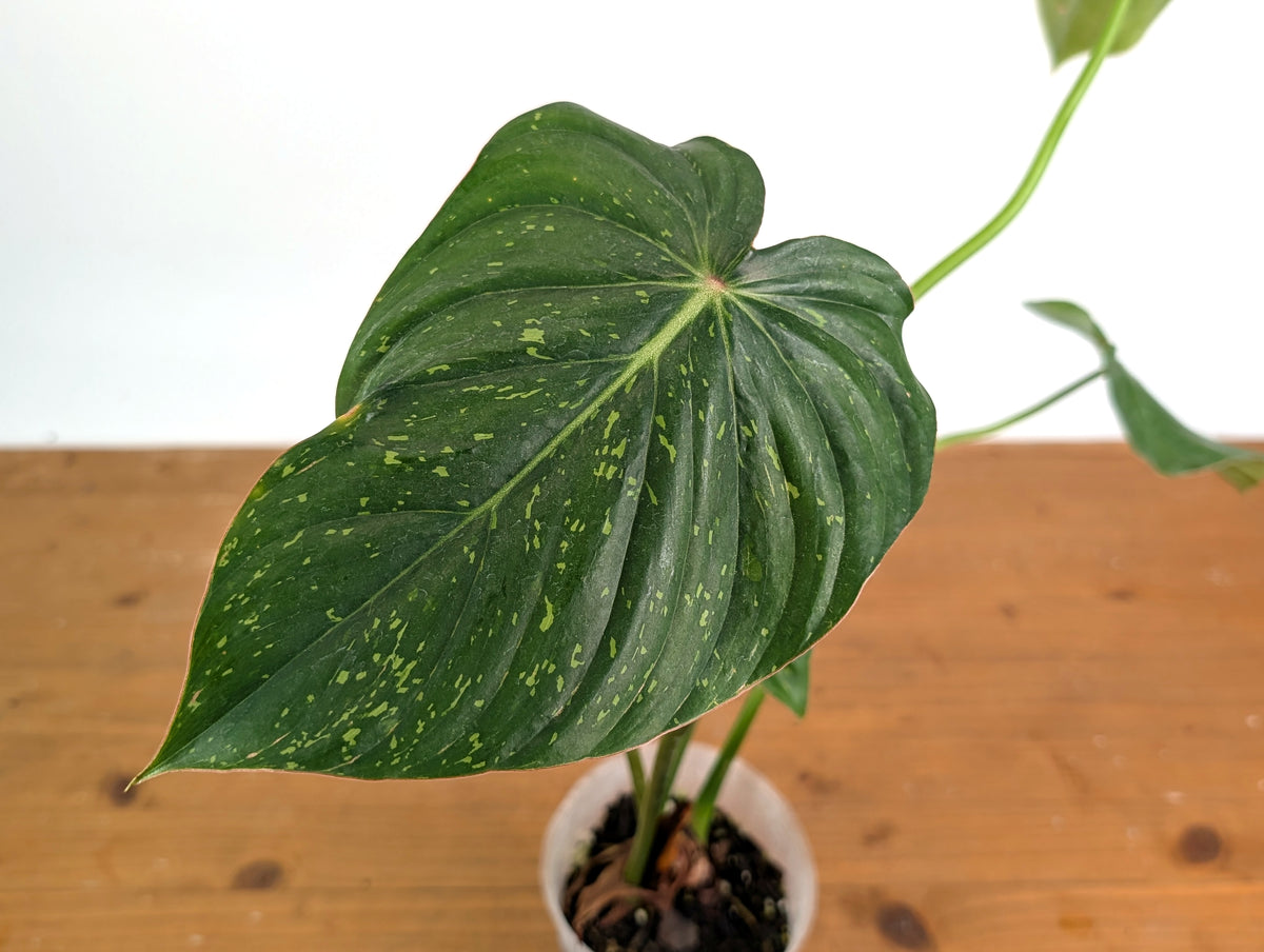 Philodendron Pastazanum Red Point Variegated - Exact Plant #20A