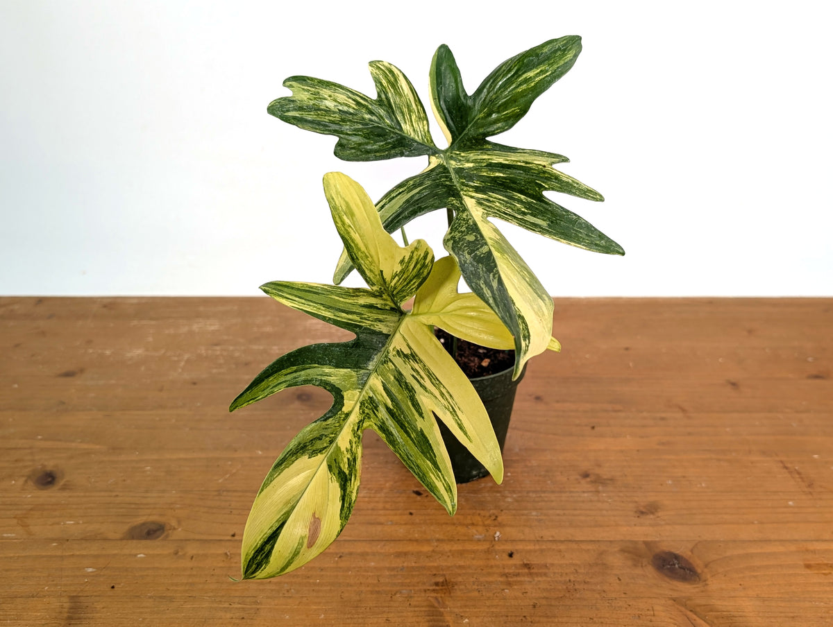 Philodendron Pedatum Variegated - Exact Plant #52A - 4 inch