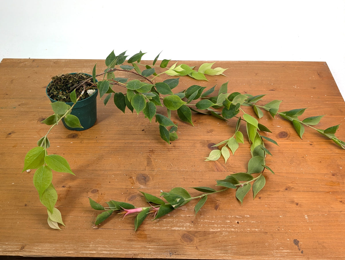 Ceratostema Gualaquizensis XL - Exact Plant #20A - 4 inch
