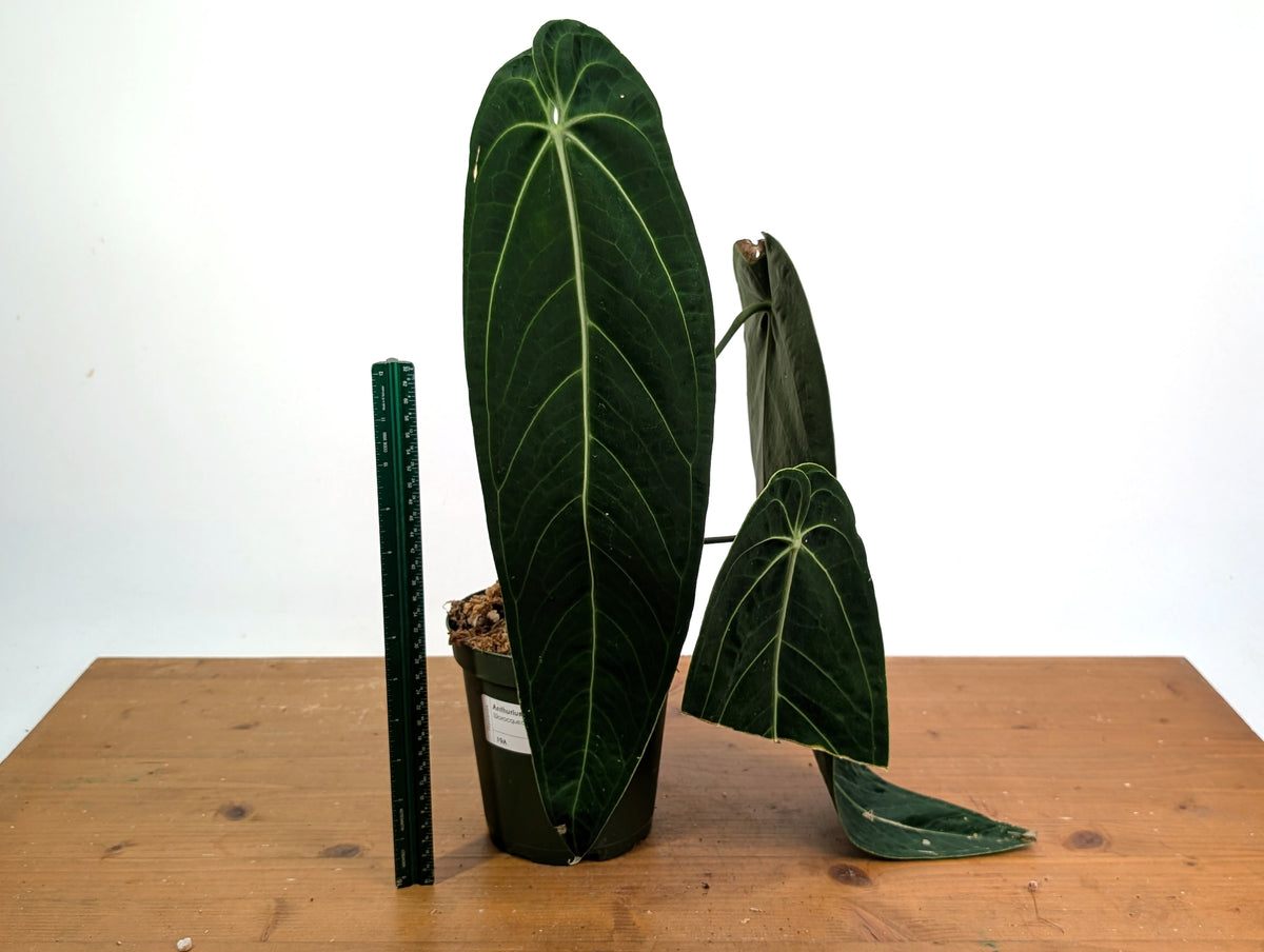 Anthurium Warocqueanum - Exact Plant #19A - Mature 6 inch Pot